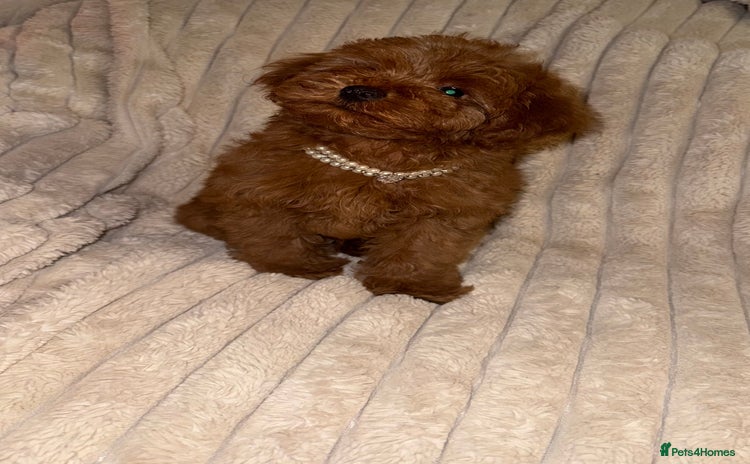 Toy Poodle dogs - Advert 1