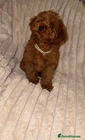 Toy Poodle dogs - Advert 1