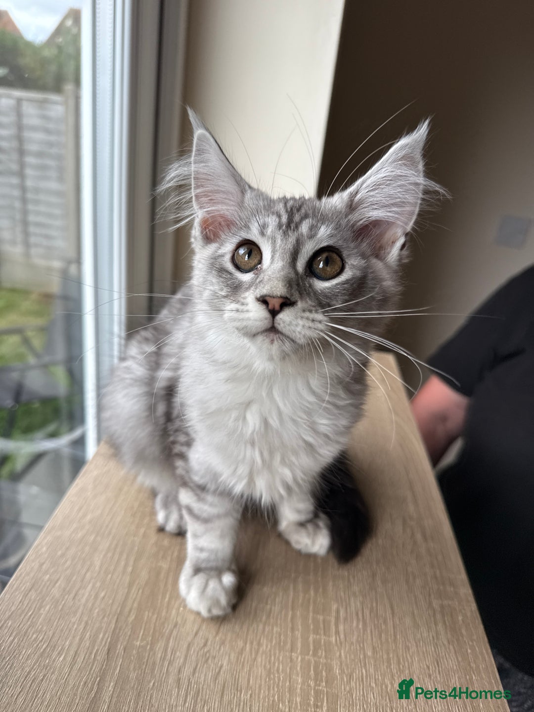 Maine Coon cats for sale: Pedigree xl size 3 last females  - Image 2