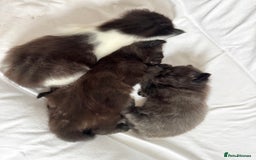 Maine Coon cats for sale: Maincoon X ragdoll - Image 6