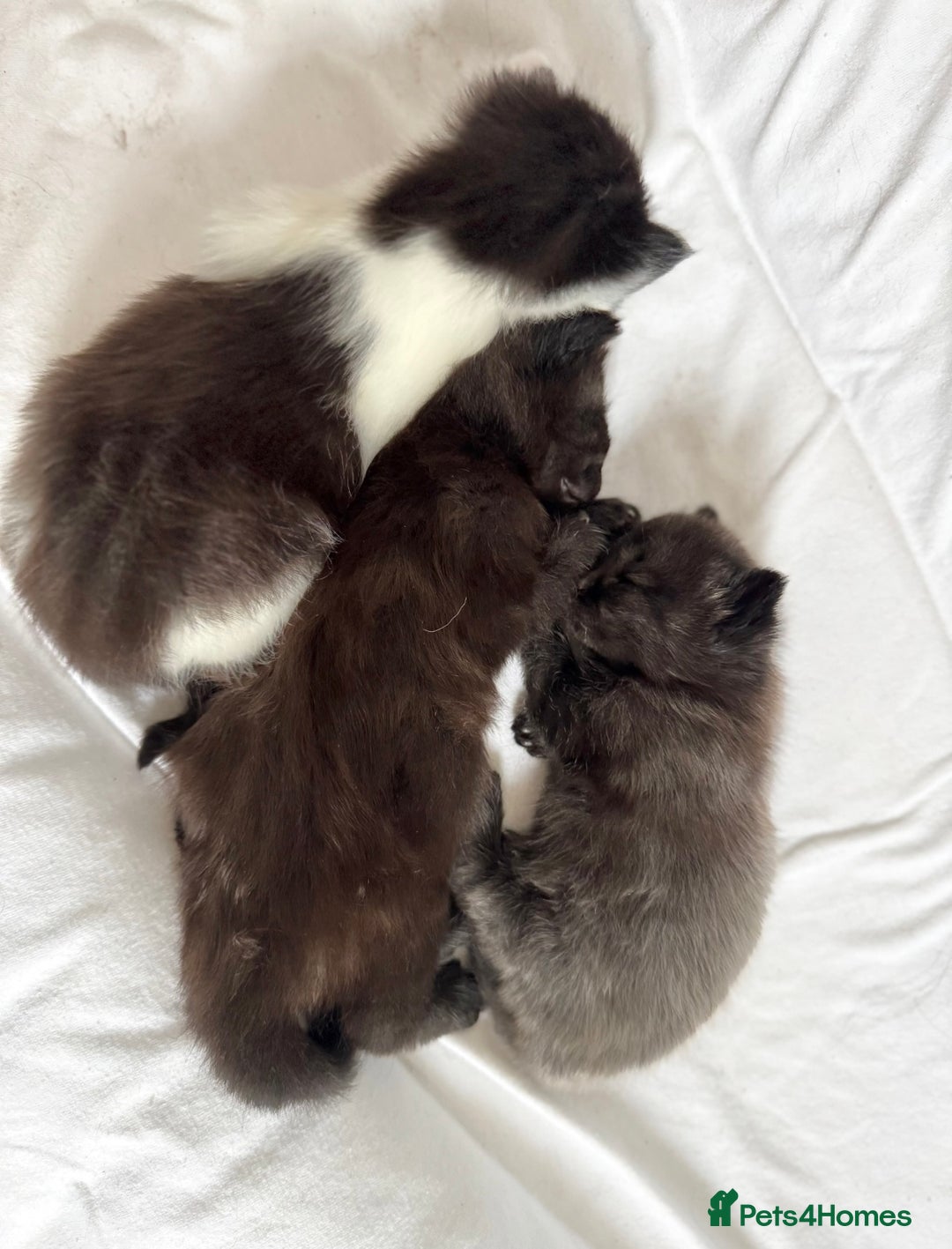 Maine Coon cats for sale: Maincoon X ragdoll - Image 6