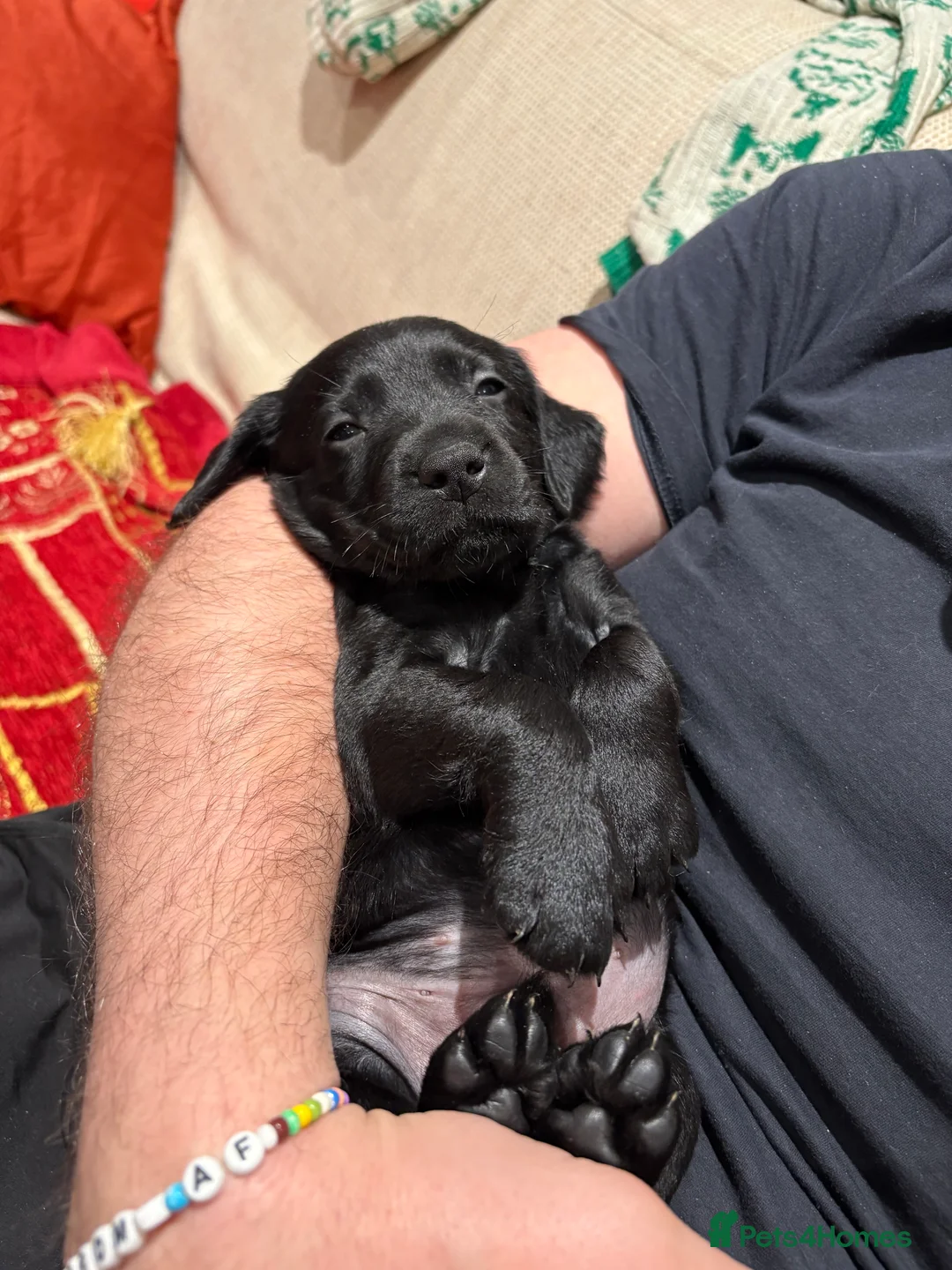 Cockerdor dogs for sale: 6 week old cockerdor puppies  - Advert 4
