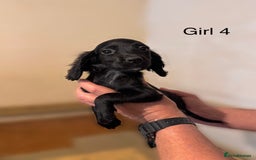 Cocker Spaniel dogs for sale: Beautiful cocker spaniel puppies ready now - Advert 10