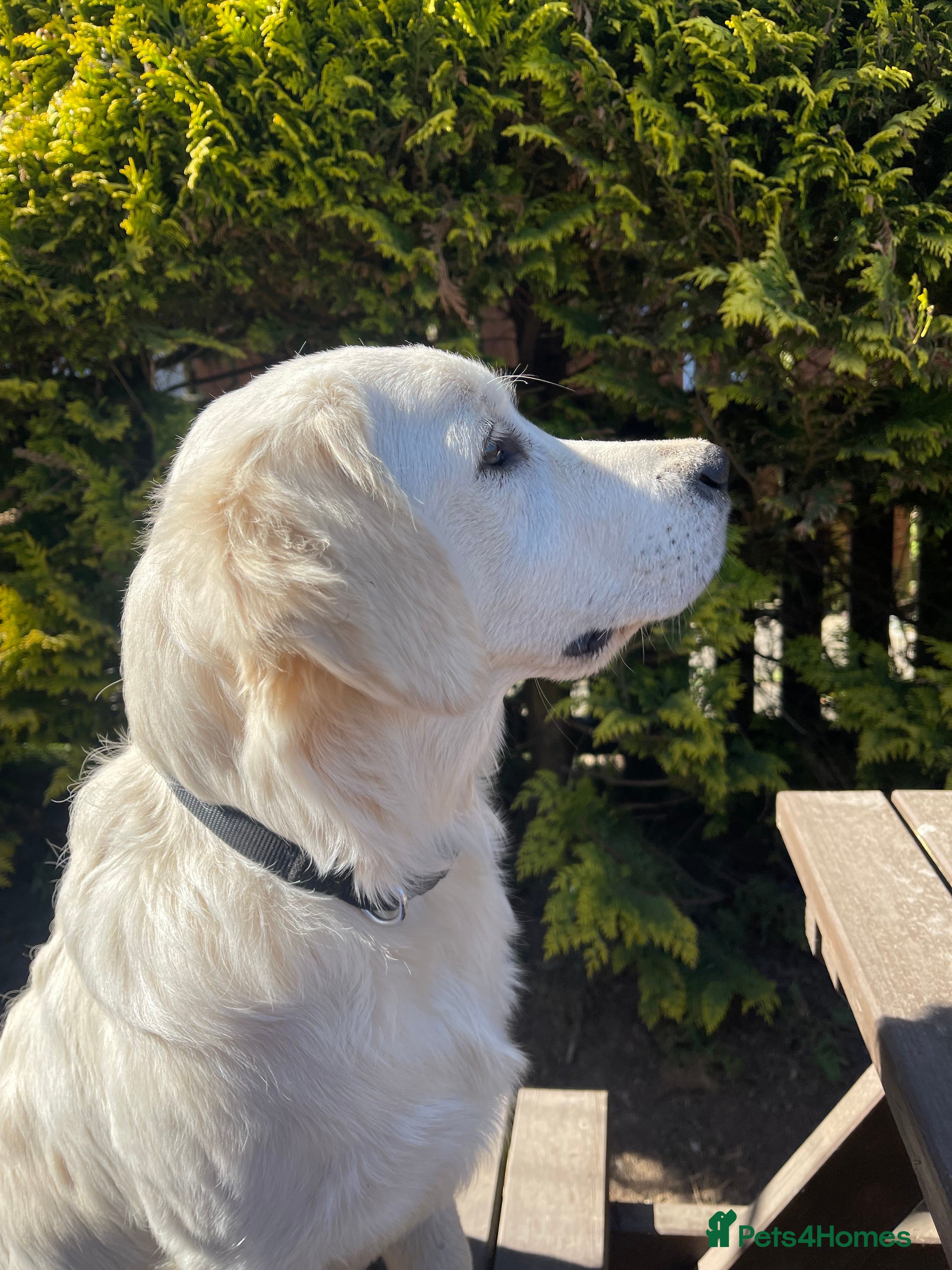 Golden Retriever dogs Guardian home opportunities - Advert 1