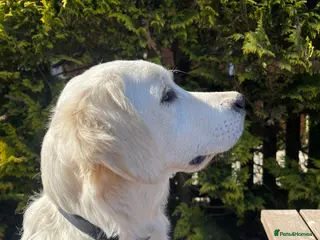 Golden Retriever dogs Guardian home opportunities - Advert 1