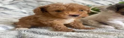 Cavapoo dogs for sale: THERAPY RAISED DNA TESTED CAVAPOOS  - Advert 3
