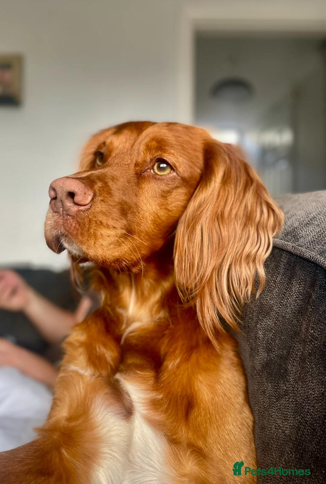 Cocker Spaniel dogs for stud: Proven Red Working Cocker Spaniel FOR STUD in Torrington - Advert 2