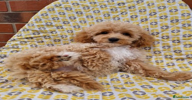 Cockapoo dogs - Advert 16