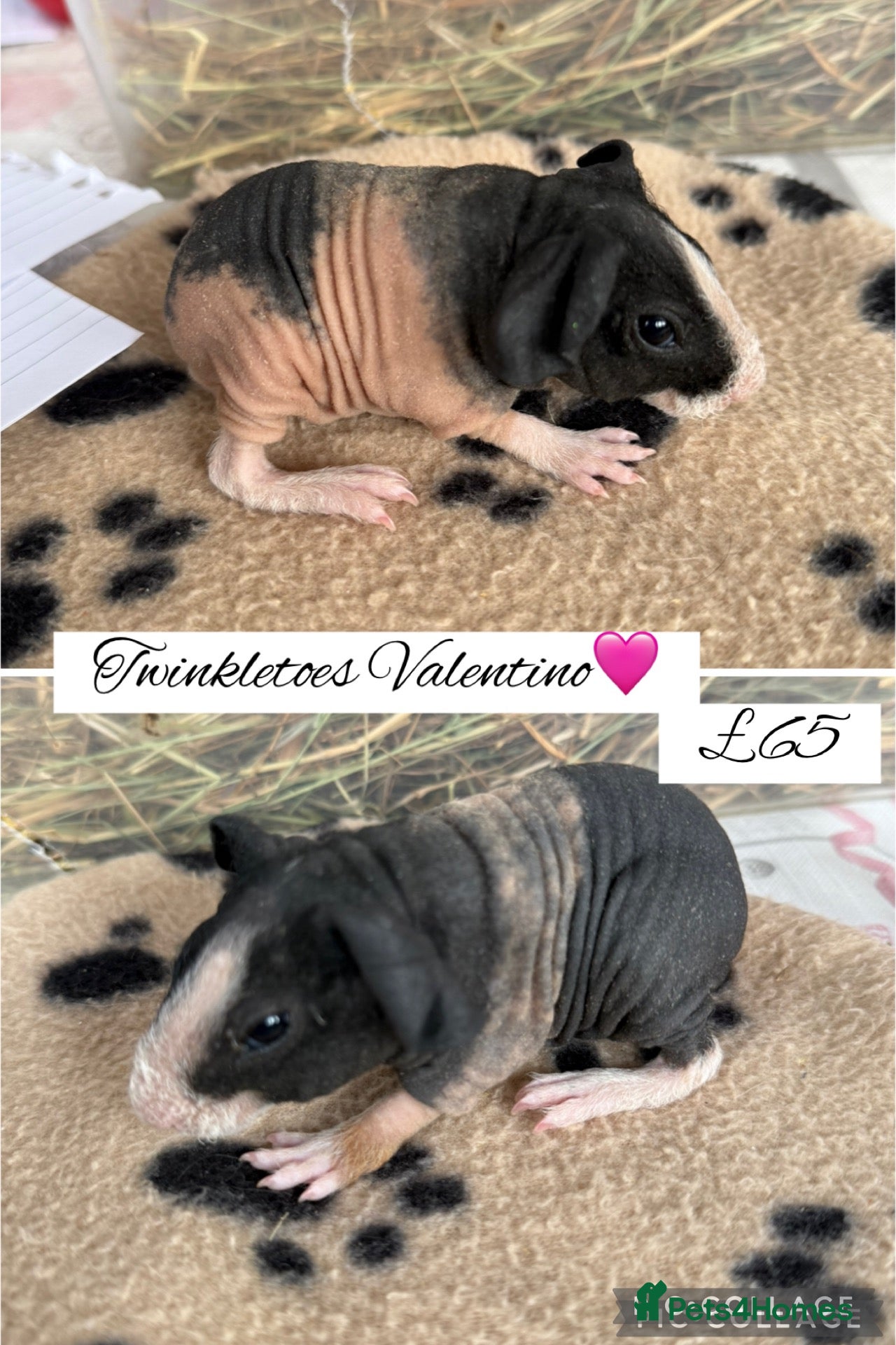 Guinea Pig rodents for sale: Pedigree skinny pigs  - Advert 10
