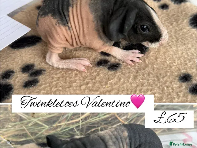 Guinea Pig rodents for sale: Pedigree skinny pigs - Advert 10
