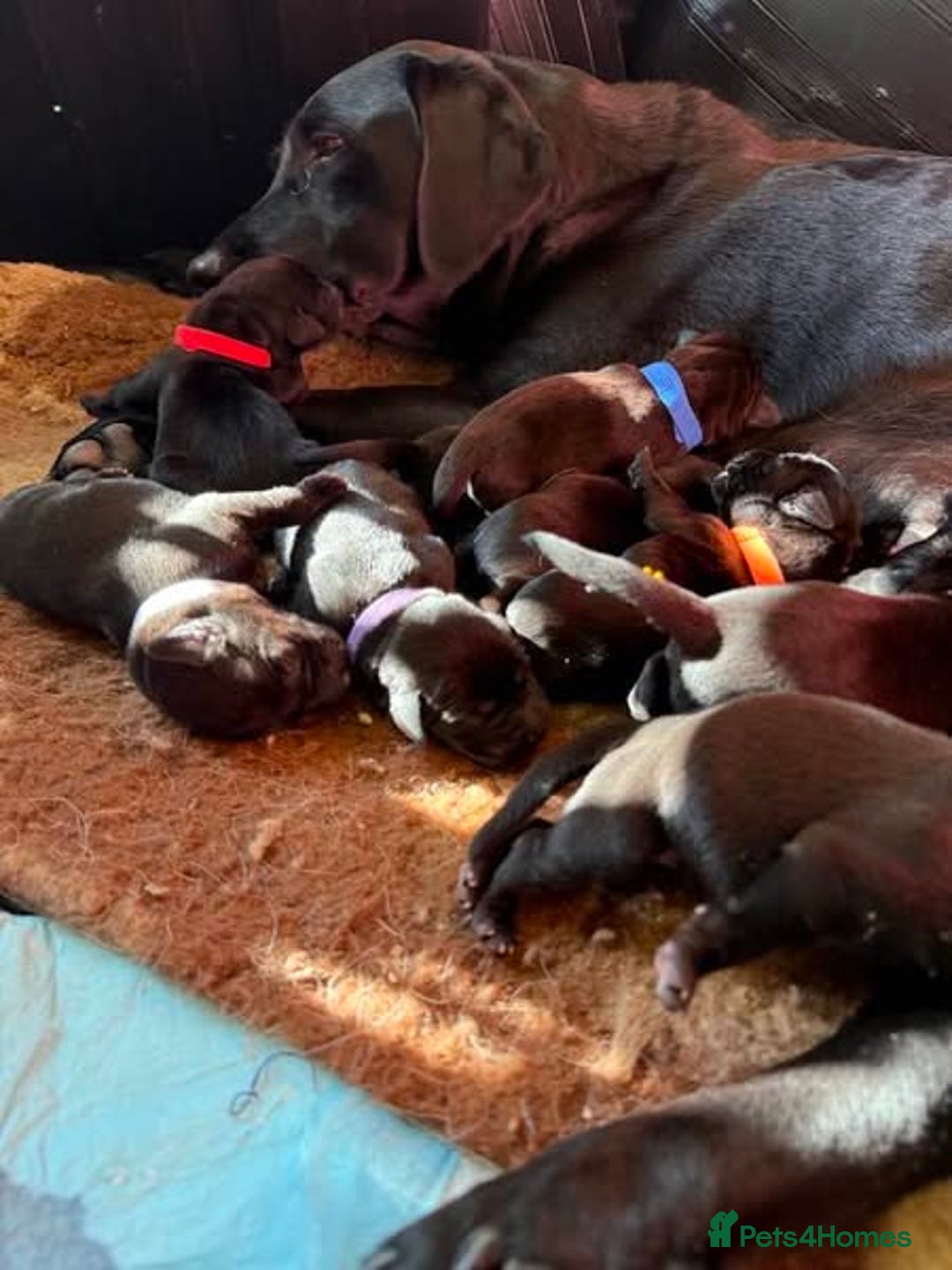 Labrador Retriever dogs for sale: Excellent KC reg-health checked, 6th generation  - Image 10