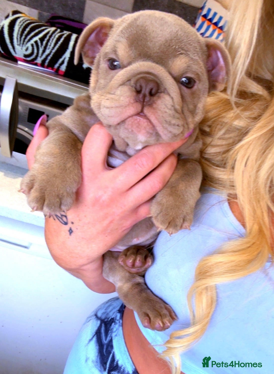 English Bulldog dogs Blown away with the interest one girl left  - Advert 20