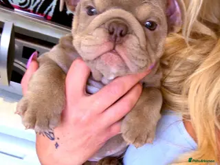 English Bulldog dogs Blown away with the interest one girl left - Advert 20