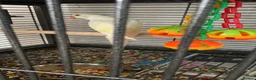 Parrots birds for sale: Babe Galah cockatoo, Amazon, conure - Advert 2