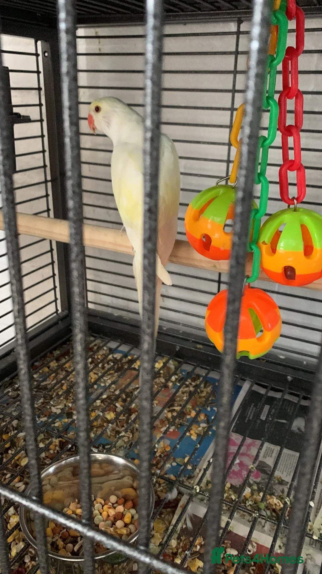 Parrots birds for sale: Babe Galah cockatoo, Amazon, conure - Advert 2