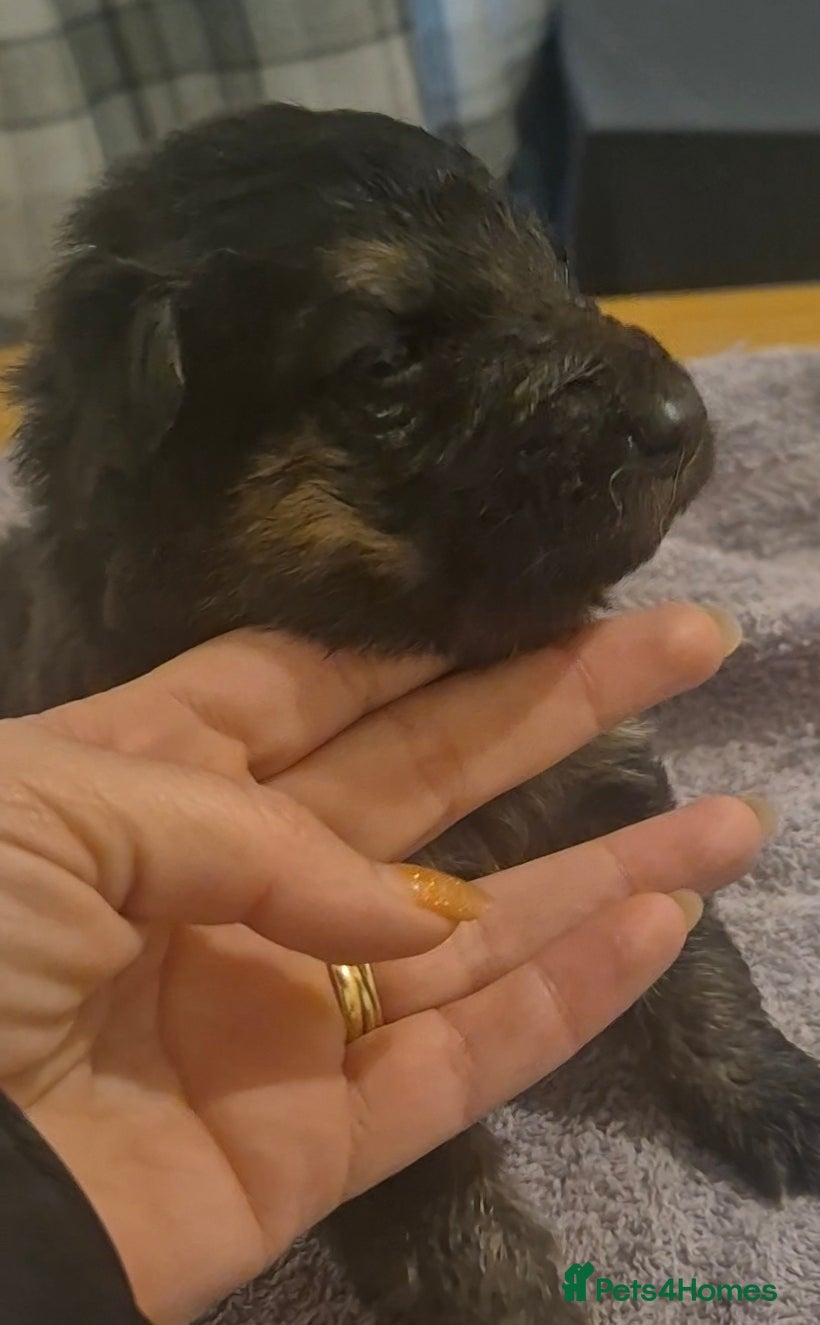 German Shepherd dogs German shepherd pup - Advert 4