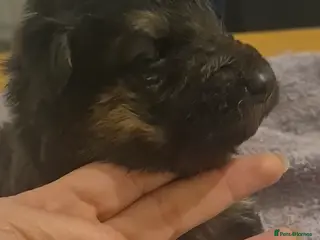 German Shepherd dogs German shepherd pup - Advert 2