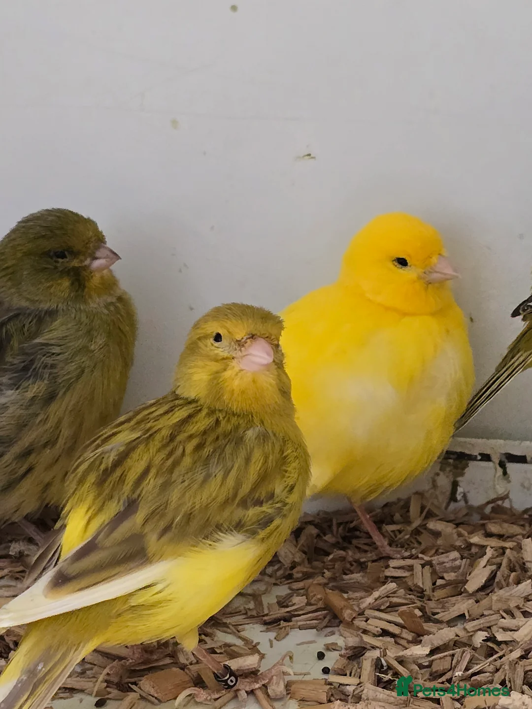 Canaries birds for sale: Stunning Fife & Gloster Canaries (pet or breeding) - Advert 12