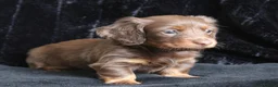 Miniature Dachshund dogs for sale: Extensively health tested mini dachshund puppies. - Advert 6