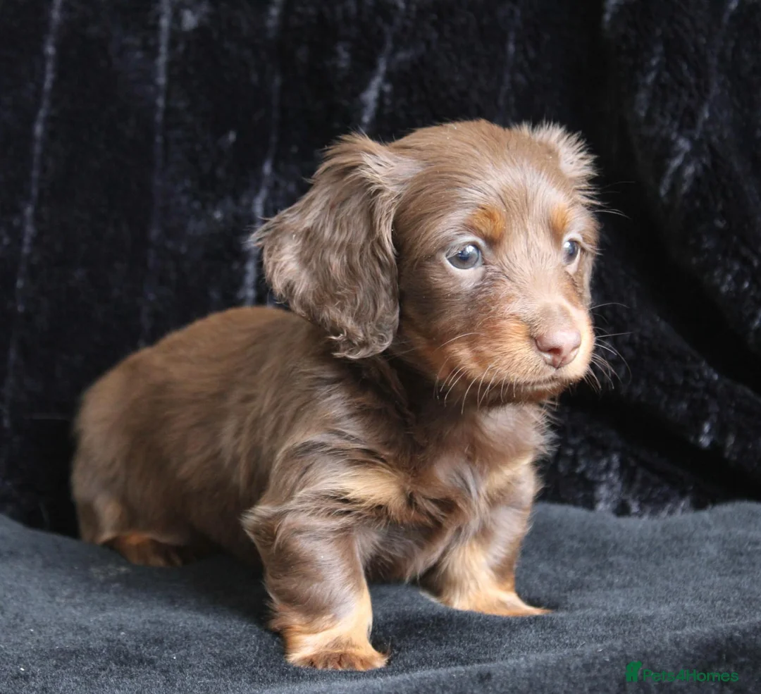 Miniature Dachshund dogs for sale: Extensively health tested mini dachshund puppies. - Advert 6
