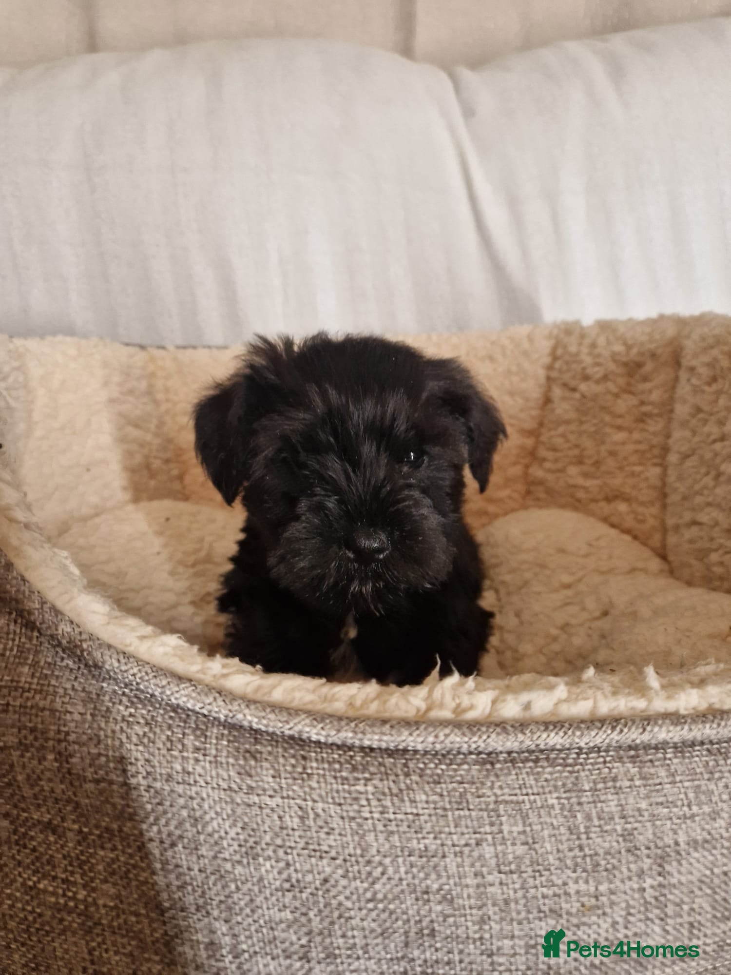 Miniature Schnauzer dogs Miniature Schnauzer Puppies  - Advert 1