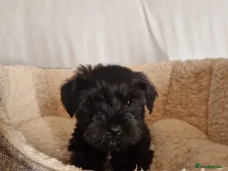 Miniature Schnauzer dogs Miniature Schnauzer Puppies - Advert 4