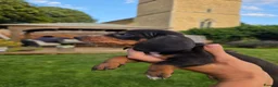 Dachshund dogs for sale: KC reg Standard Dachshund Puppies - Advert 5