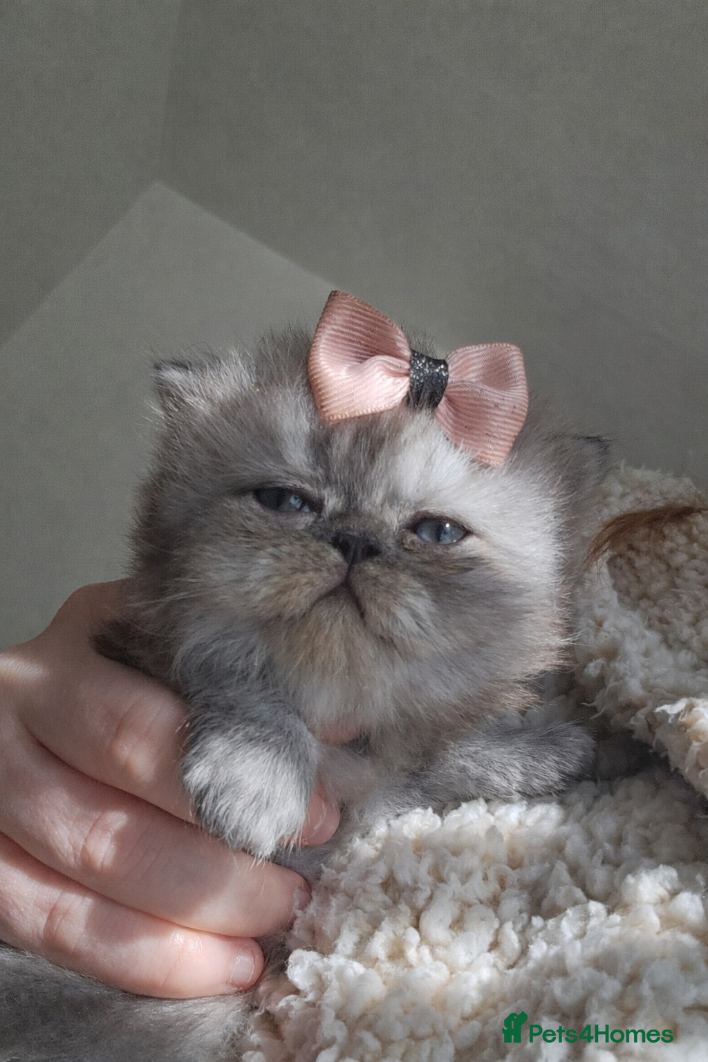 Persian cats 1 girl left 💗 - Advert 14