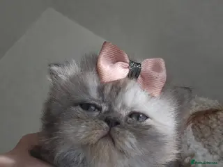 Persian cats 1 girl left 💗 - Advert 14