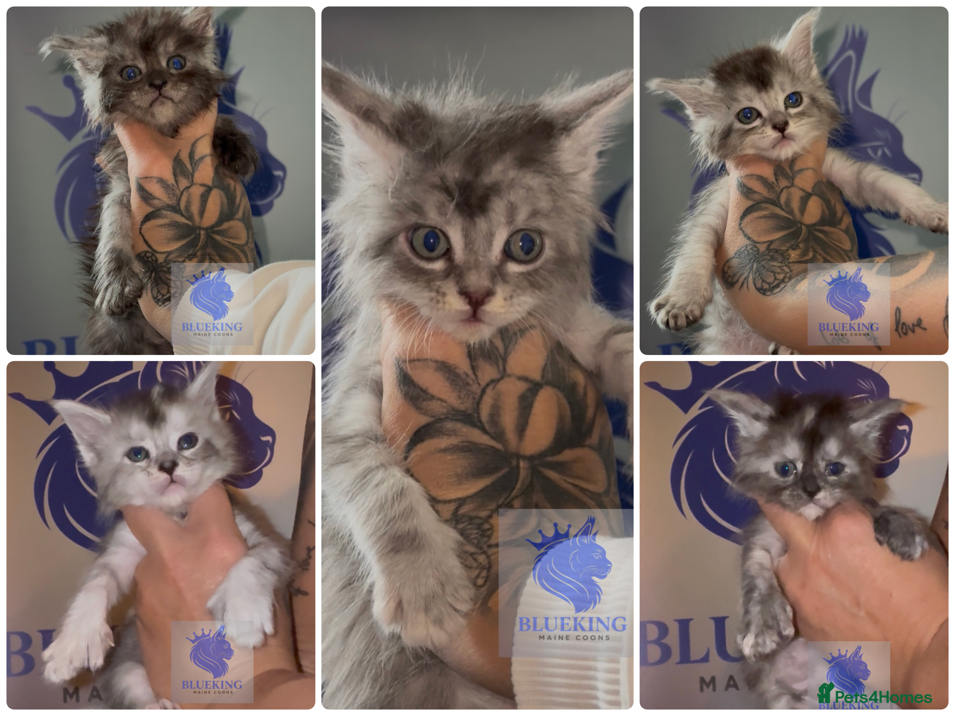 Maine Coon cats 👑 Stunning high silver poly Maine coon kittens 👑 - Advert 7