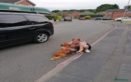 Mixed Breed dogs for adoption: 💖🐶 SANDY 🐶💖 - Image 9