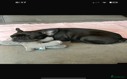 French Bulldog dogs for sale: Beautiful 7 month old blue French bulldog girl  - Image 1