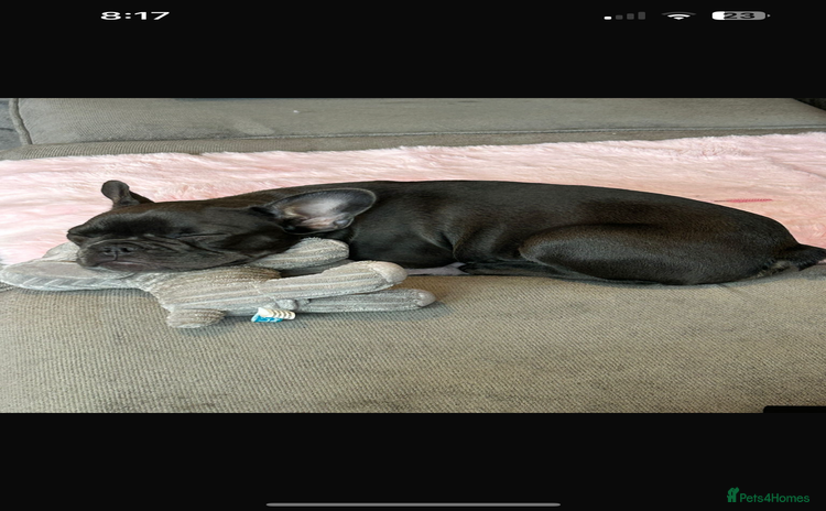 French Bulldog dogs - Advert 1