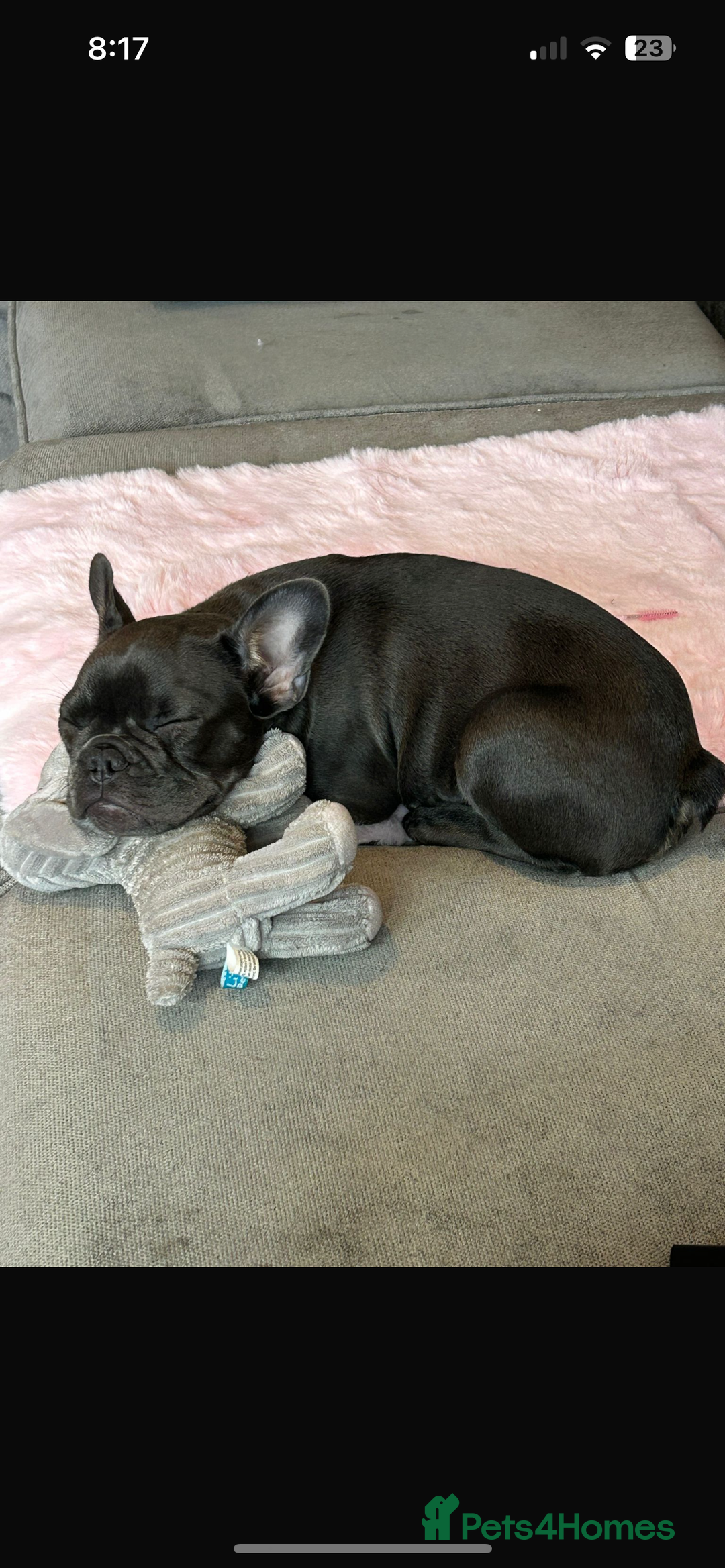 French Bulldog dogs for sale: Beautiful 7 month old blue French bulldog girl  - Image 1