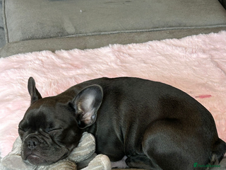 French Bulldog dogs - Advert 1