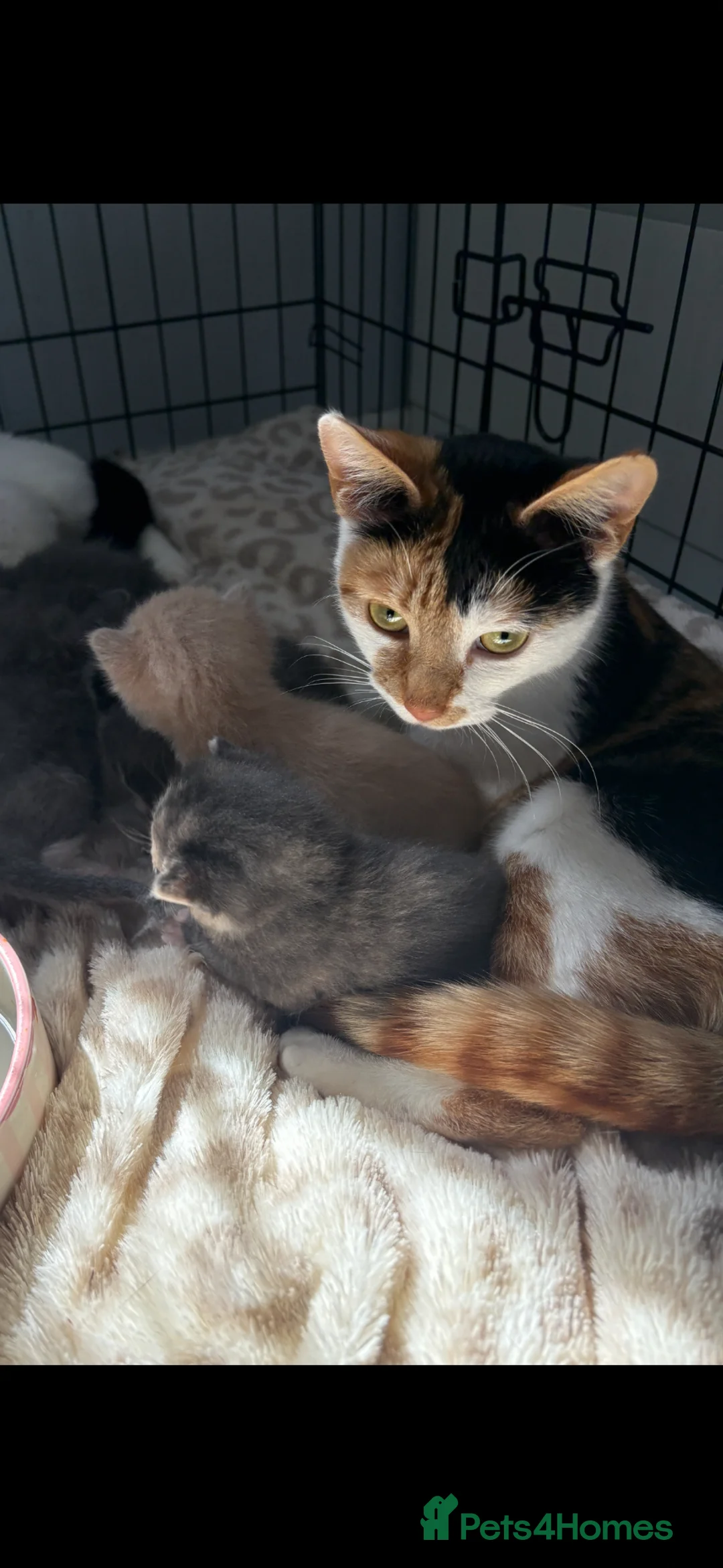 Mixed Breed cats for sale: Adorable kittens 🐈‍⬛ - Advert 21