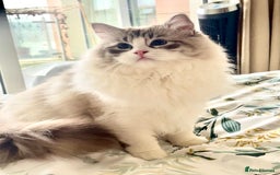 Ragdoll cats for sale: Beautiful Ragdoll gccf registered - Image 15