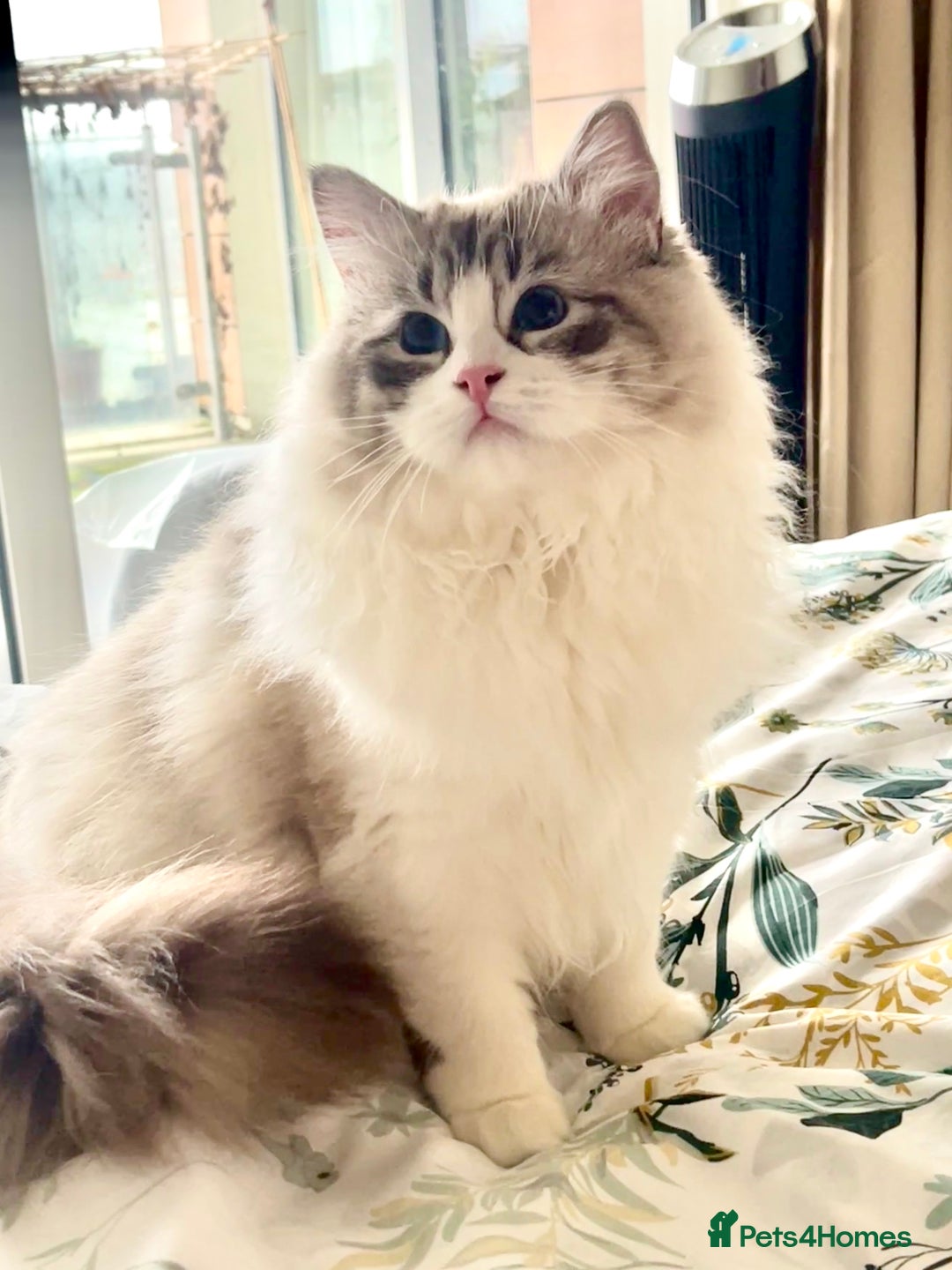 Ragdoll cats for sale: Beautiful Ragdoll gccf registered - Image 15