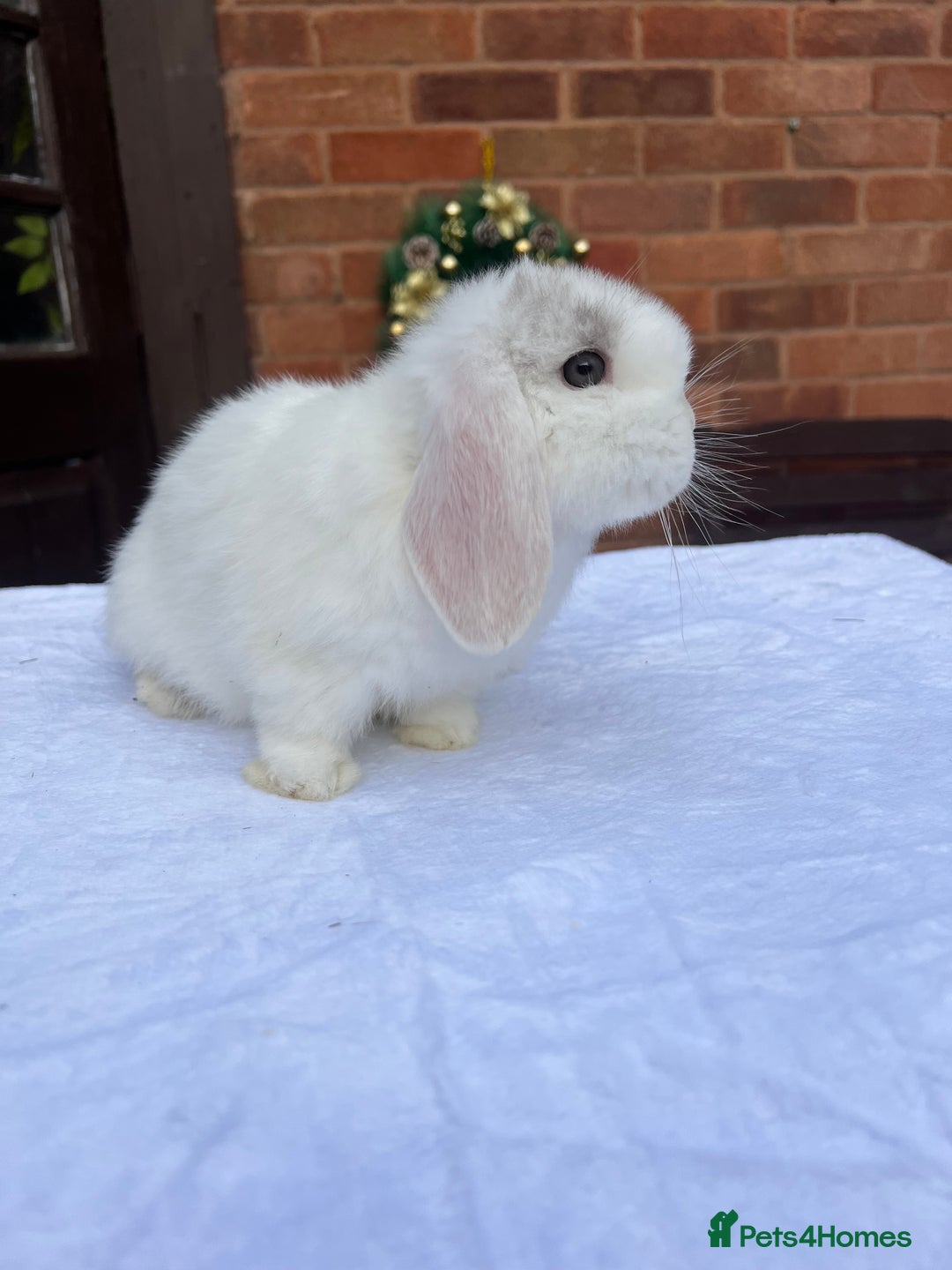 Mini Lop rabbits for sale: Gorgeous Mini lop baby Doe 8weeks old - Advert 4