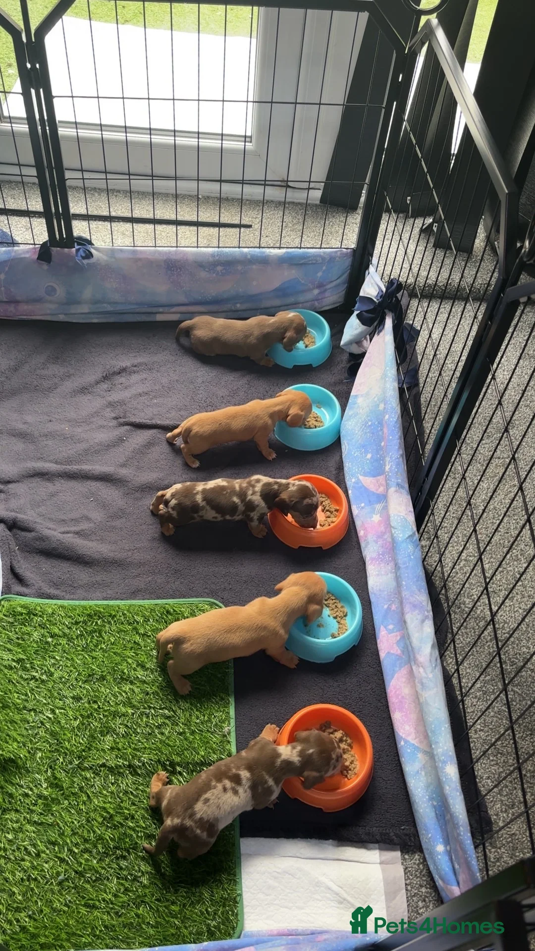 Miniature Dachshund dogs for sale:  5 Miniature Dachshund Puppies ready  in Bradford - Advert 16