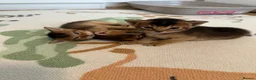 Abyssinian cats for sale: Abyssinian kittens 🌟😻🌟 - Advert 29