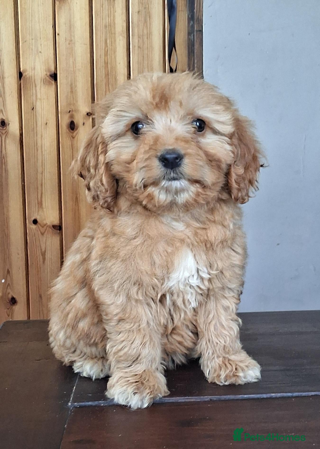 Cockapoo dogs Cockapoo puppies for sale  - Advert 2
