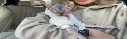 Sphynx cats for sale: 1 year old pure sphinx for sale  - Advert 6