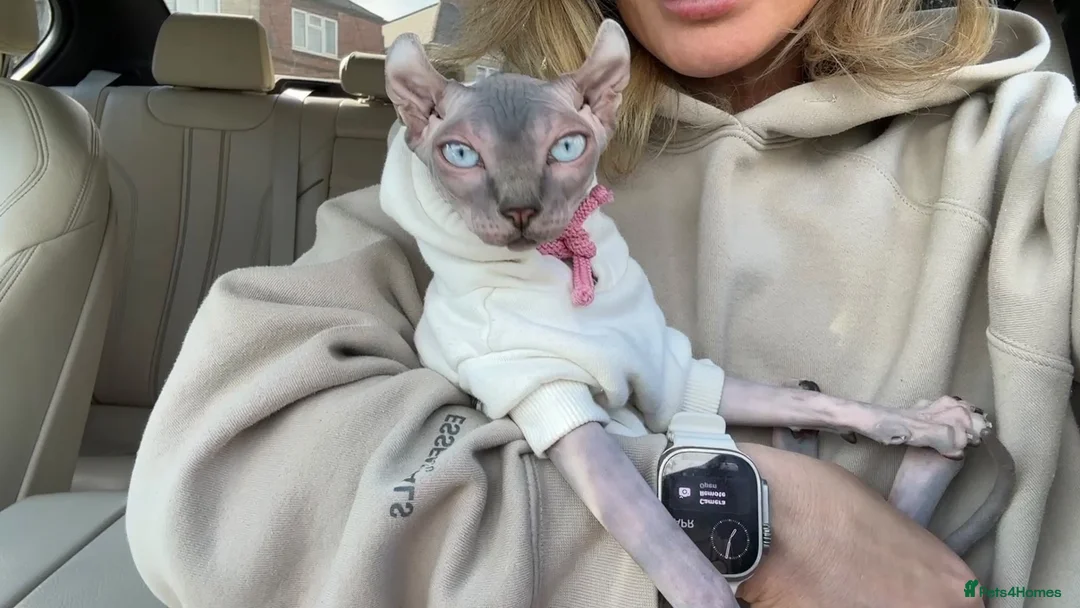 Sphynx cats for sale: 1 year old pure sphinx for sale  - Advert 6