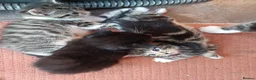 Mixed Breed cats for sale: Playful loveable kittens - Advert 5