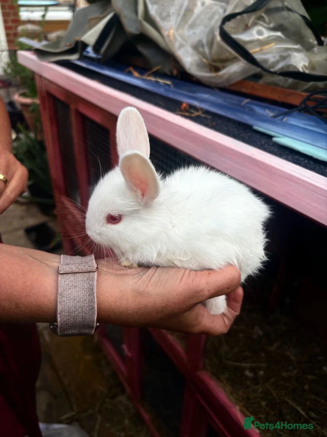 Netherland Dwarf rabbits for sale: cute Netherland dwarf bunnies in Abingdon - Advert 2