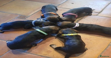 Dachshund dogs - Advert 5