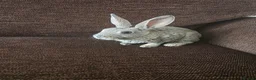 Mixed Breed rabbits for sale: Wee Rabbits in Ballymena - Advert 5