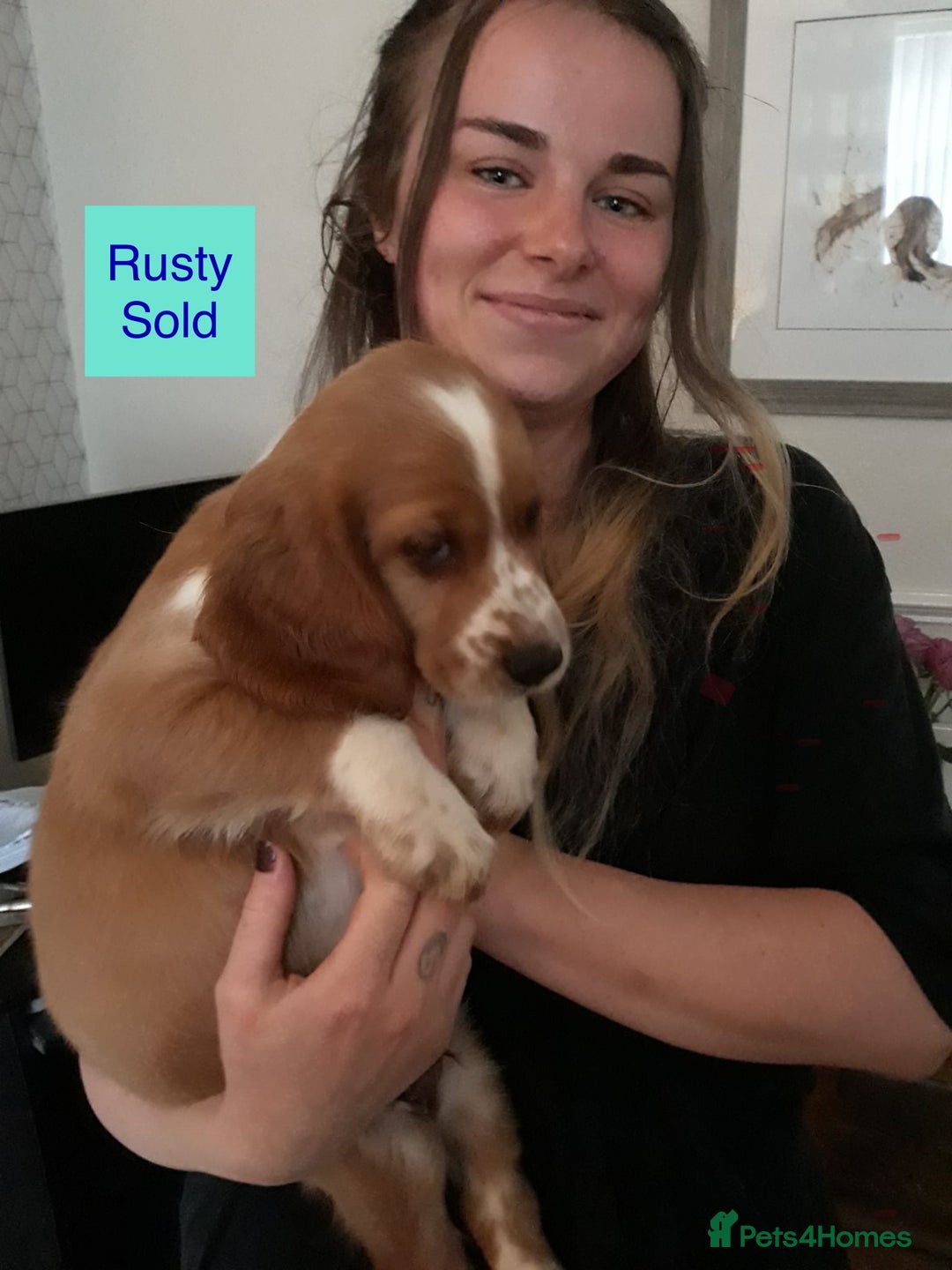Sprocker dogs for sale: Sprockers 3/4 Cocker spaniel puppies for sale - Image 12