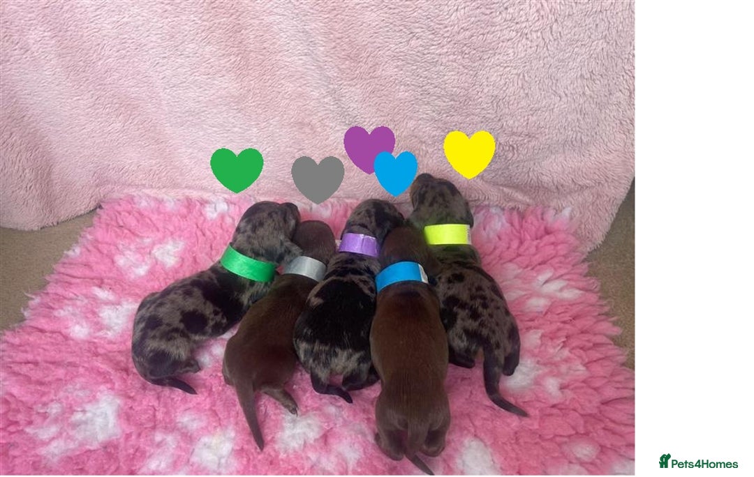 Miniature Dachshund dogs for sale: Miniature Dachshund Puppies for Sale - Image 3
